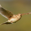 Skrivan polni - Alauda arvensis - Sky Lark 1594